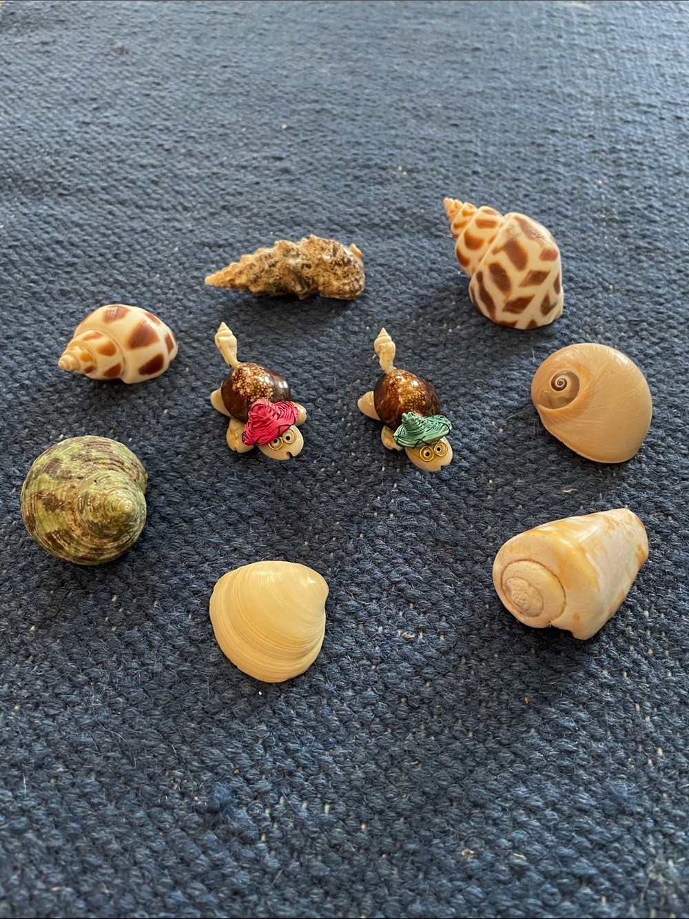 Small Pets Decorative Sea Shell/ sea shells collection
